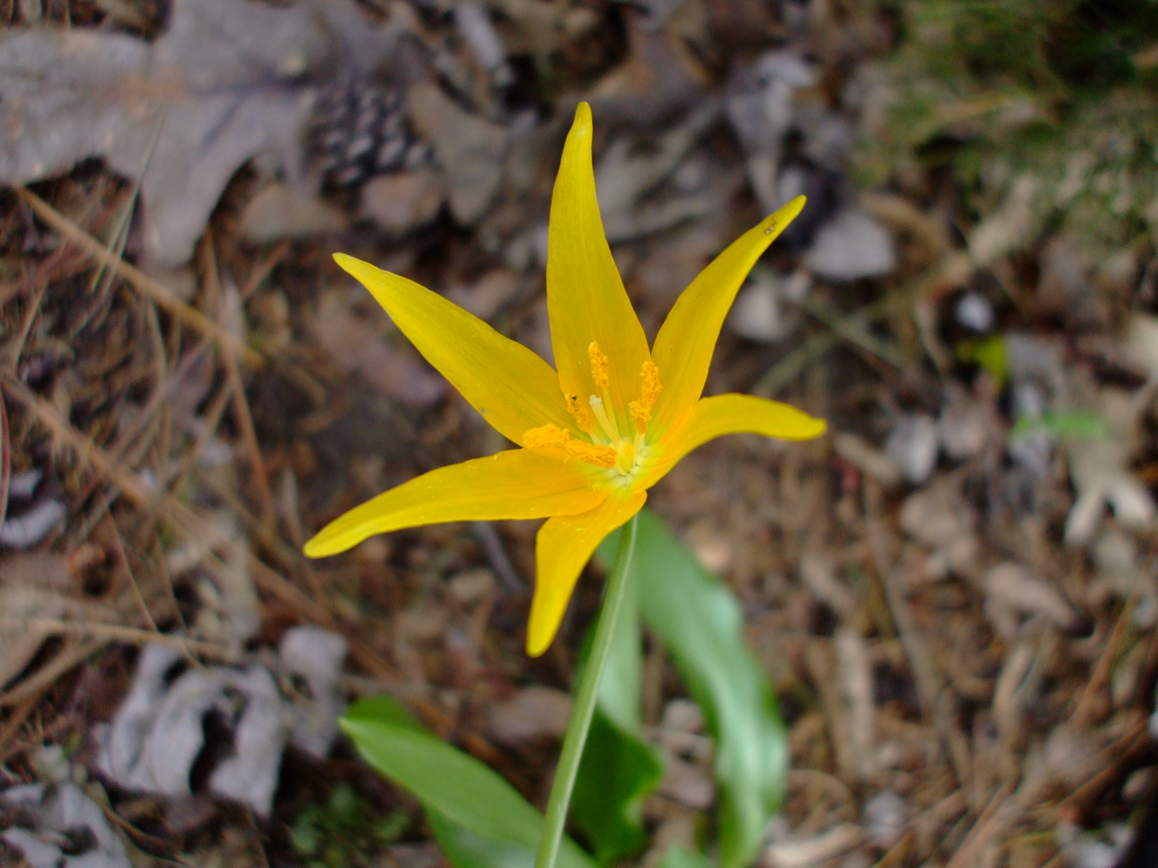 Erythronium tuolumnense